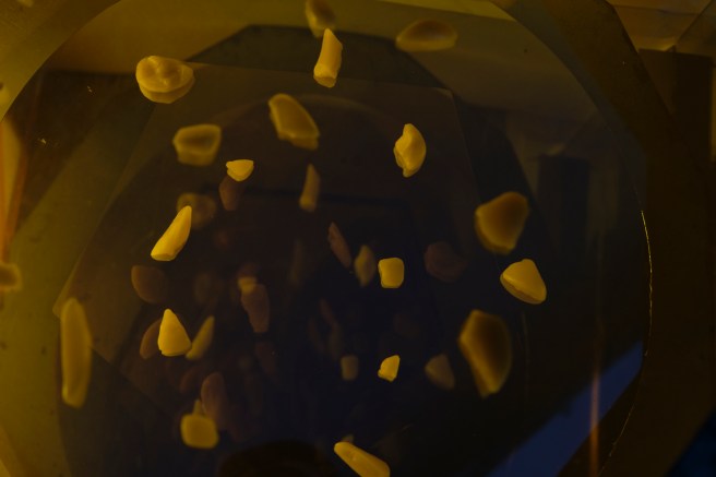 20191024 Platform Eco-evo-devo 031